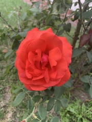 Rosa