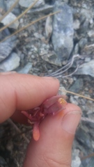 Claytonia saxosa