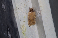 Psorosticha melanocrepida