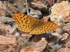 Speyeria coronis