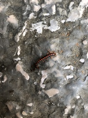 Helicorthomorpha
