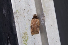 Psorosticha melanocrepida