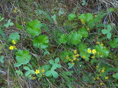 Waldsteinia idahoensis