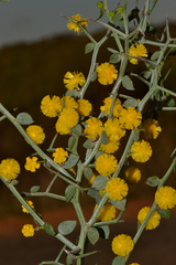 Acacia jacksonioides