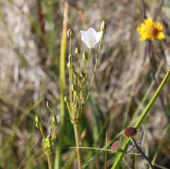 Triteleia peduncularis