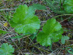 Waldsteinia idahoensis