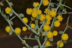 Acacia jacksonioides