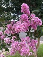 Lagerstroemia indica