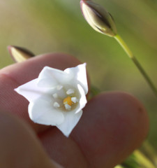 Triteleia peduncularis