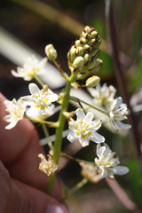 Toxicoscordion fontanum