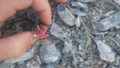 Claytonia saxosa