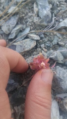 Claytonia saxosa