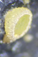 Ascobolus crenulatus