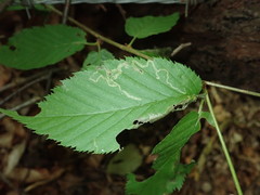 Agromyza alnibetulae
