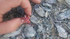 Claytonia saxosa