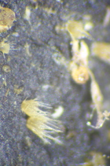 Lasiobolus macrotrichus