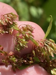 Rumex obtusifolius obtusifolius