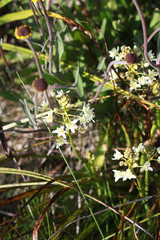 Toxicoscordion fontanum