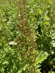 Rumex obtusifolius obtusifolius