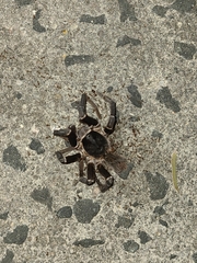 Cyrtopholis portoricae