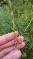 Carex conoidea