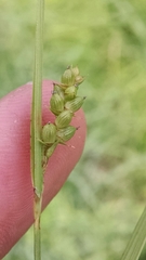 Carex conoidea
