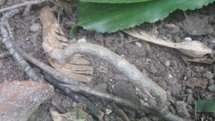 Lytrosis