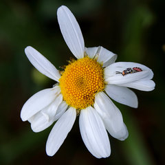 Holcopasites calliopsidis