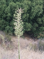 Hesperoyucca whipplei