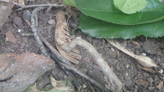 Lytrosis