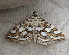 Elophila ekthlipsis