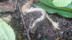 Lytrosis