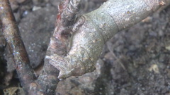 Lytrosis