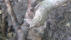 Lytrosis