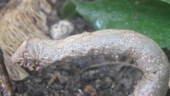 Lytrosis