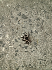 Cyrtopholis portoricae