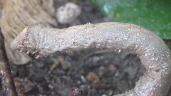 Lytrosis