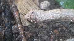 Lytrosis