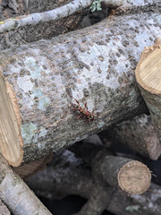 Neoclytus acuminatus