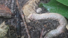 Lytrosis