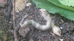 Lytrosis