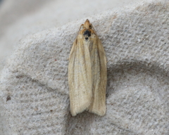 Clepsis clemensiana