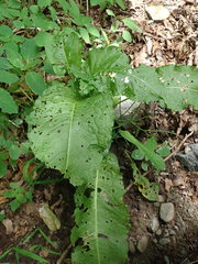 Rumex obtusifolius obtusifolius
