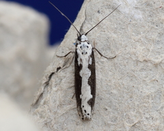 Ethmia bipunctella