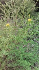 Cleomella lutea