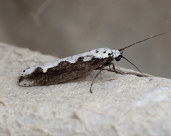 Ethmia bipunctella