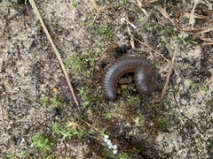 Narceus americanus