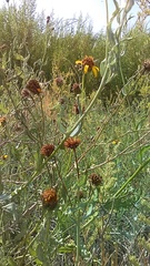 Helianthus ciliaris