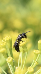 Hylaeus pictipes