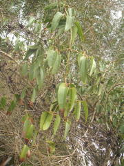Clematis armandii